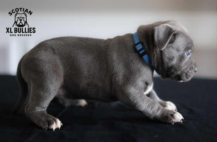 American XL Bully for sale