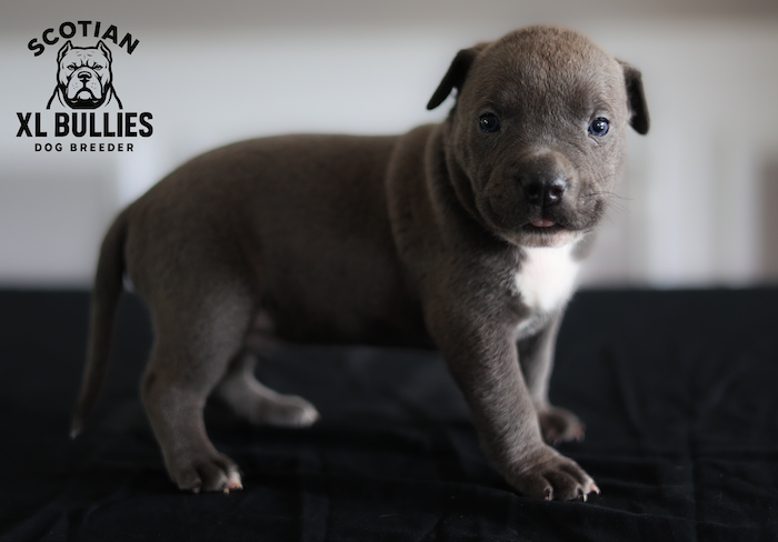 American XL Bully for sale