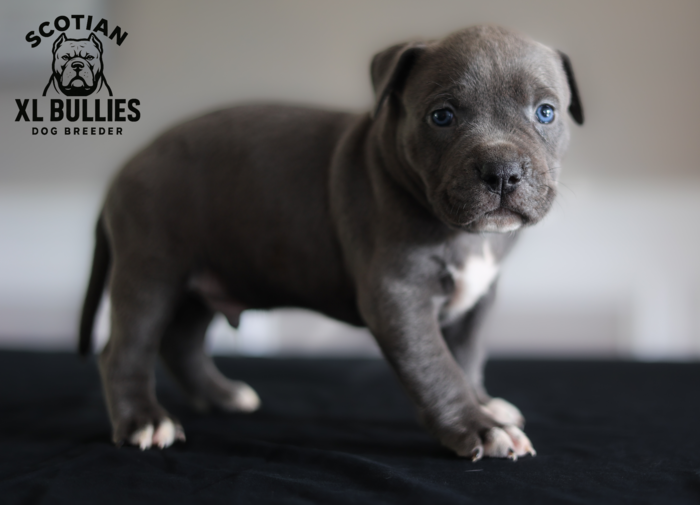 American XL Bully for sale