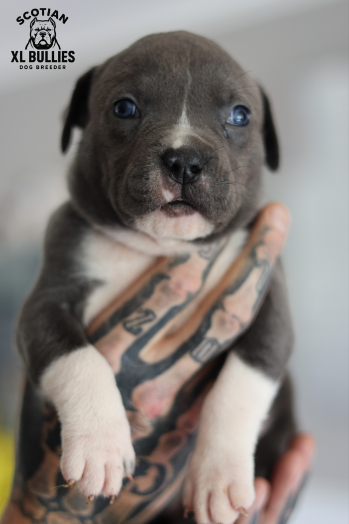 American XL Bully for sale