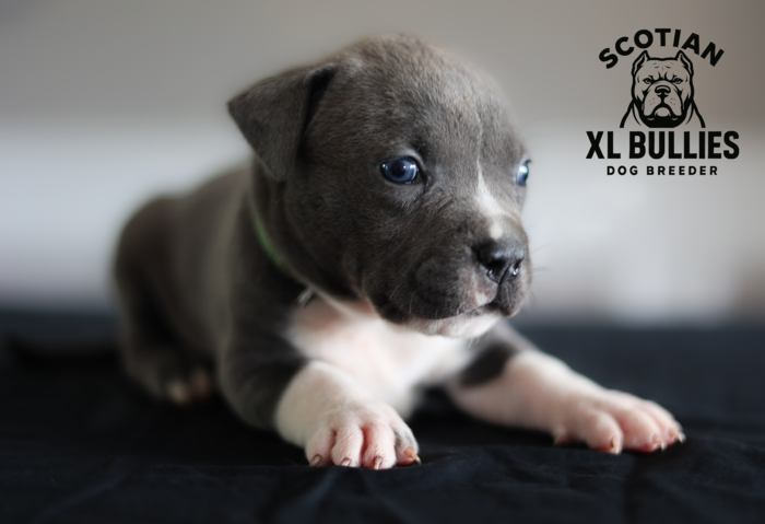 American XL Bully for sale