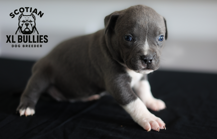 American XL Bully for sale