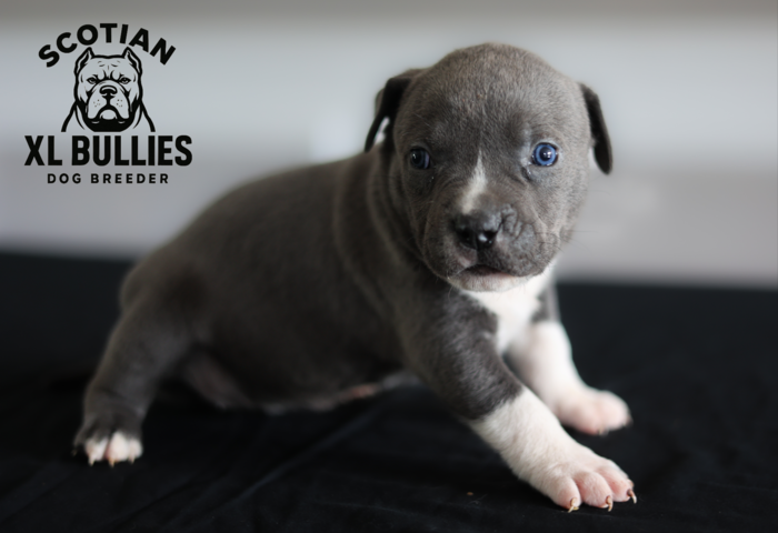 American XL Bully for sale