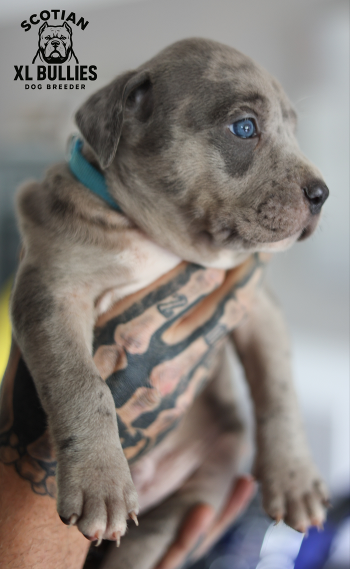 American XL Bully for sale