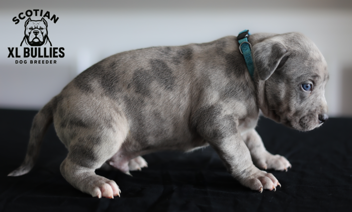 American XL Bully for sale