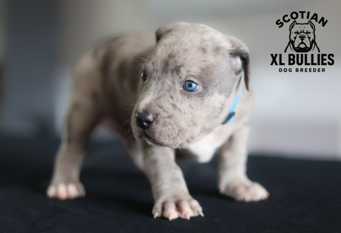 American XL Bully for sale
