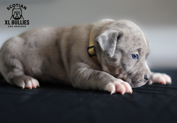 American XL Bully for sale