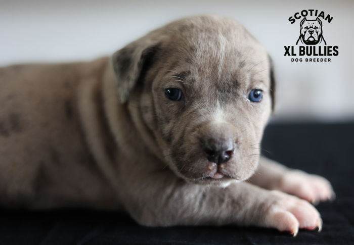 American XL Bully for sale