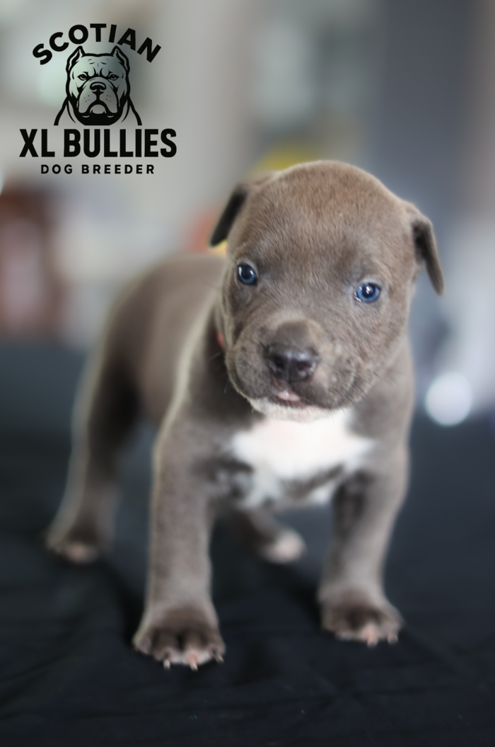 American XL Bully for sale