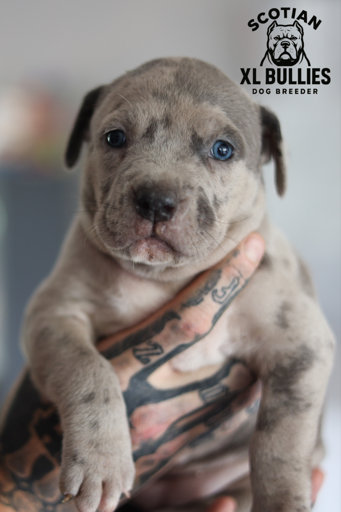 American XL Bully for sale