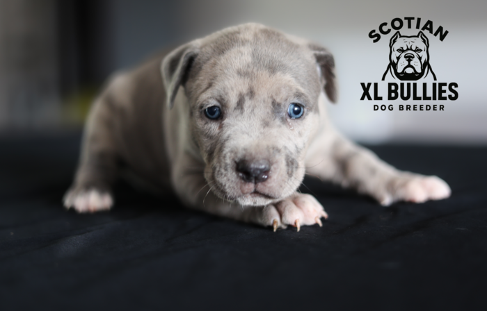 American XL Bully for sale
