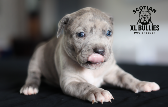 American XL Bully for sale