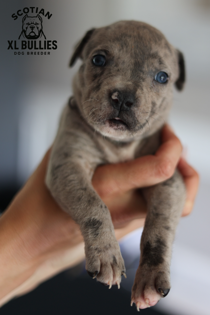 American XL Bully for sale