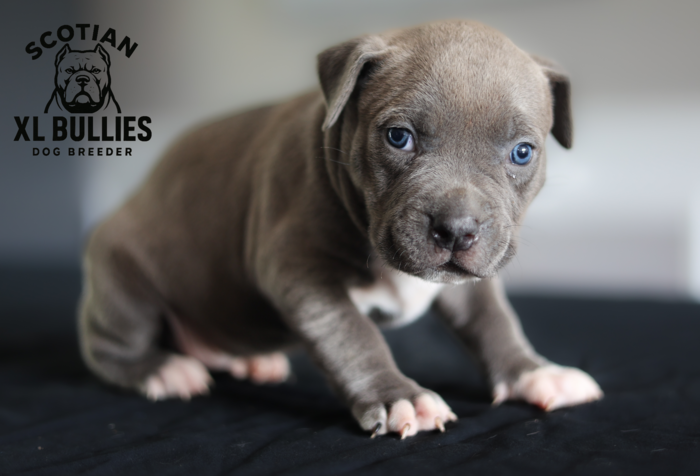 American XL Bully for sale