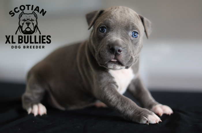 American XL Bully for sale