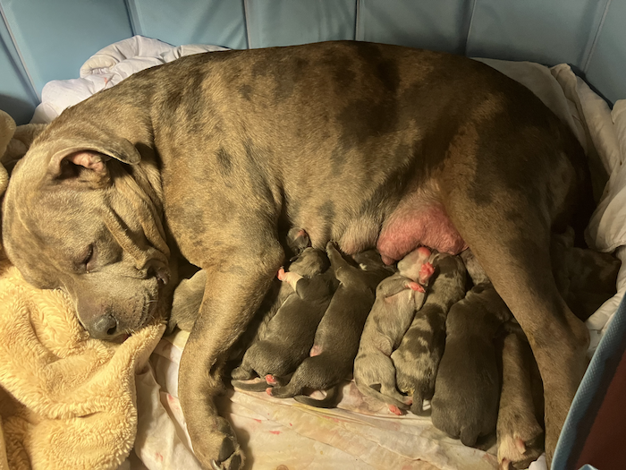 American Bully Puppies for sale in Nova Scotia!