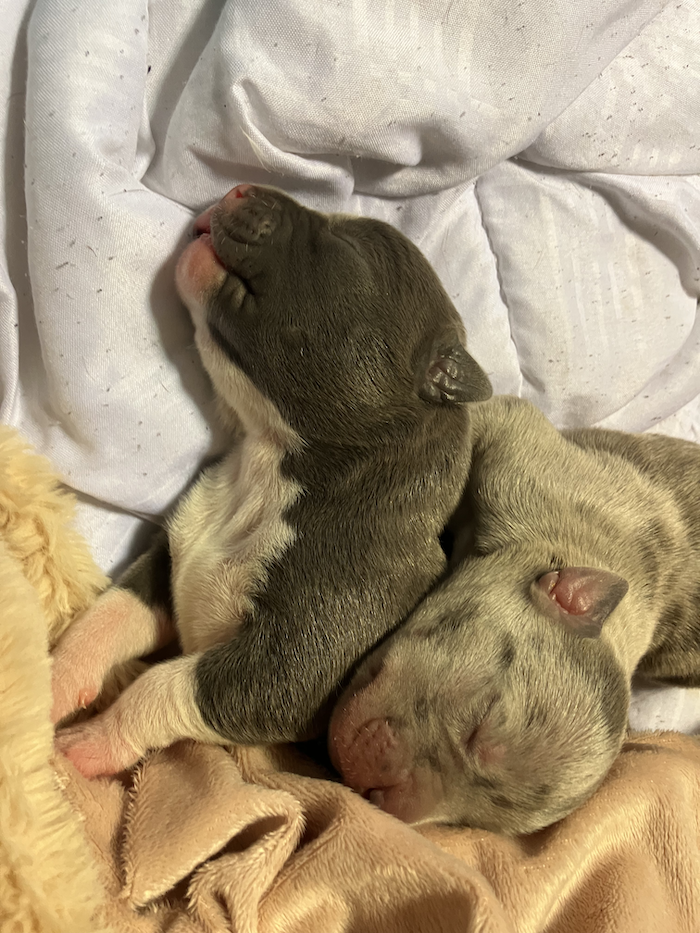 Two American Bully puppies in Nova Scotia