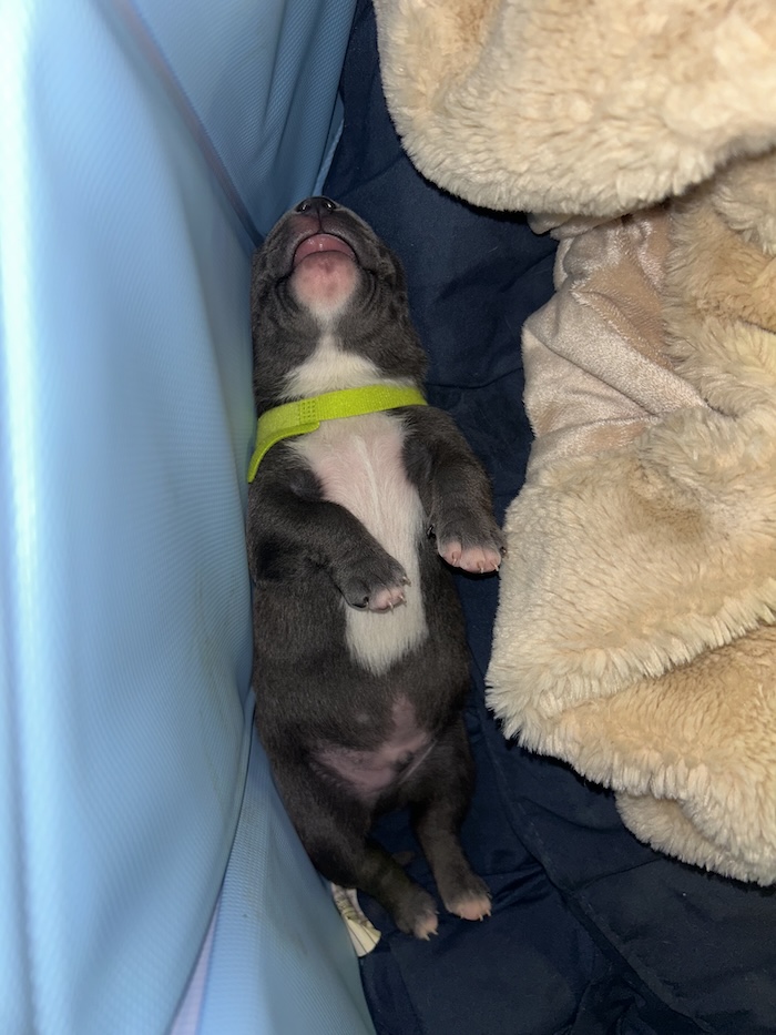American Bully Puppy with white chest